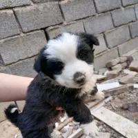 توله اشپیدز|سگ|مشهد, تبادکان|دیوار