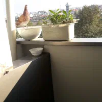 آپارتمان اجاره ۳۵۰ پیش یا رهن خیابان عینک