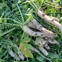 ترب سفید محلی|خوردنی و آشامیدنی|زرگرشهر, |دیوار