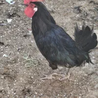 خروس تمام مشکی سیاه برای مراسمات قربانی