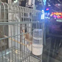 سهره متولد قفس زیر دهن ایوب رحمتی|پرنده|تهران, حر|دیوار