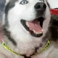 هاسگی زیبا واگذاری