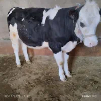 گوساله ماده مونت بیلیارد