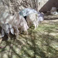 یک عدد نریی سیا گم کردم