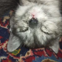 بچه گربه میکس بریتیش (مادر) دی اس اچ زرد تبی پدر|گربه|شیراز, ارم|دیوار