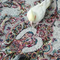 مرغ مینا نر 7ماهه عروس ماده 7ماهه رام دستی|پرنده|کرج, حسین آباد (اکبر آباد)|دیوار
