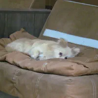 پامرین روباهی پامر|سگ|تهران, توحید|دیوار