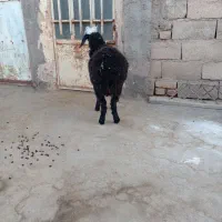 بره ماده ونر وبز وگوسفند|حیوانات مزرعه|قیدار, |دیوار