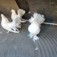 کبوتر دم چتری|پرنده|نقده, |دیوار