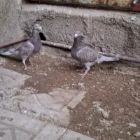 یک‌‌ جفت شامی بز‌|پرنده|سهند, |دیوار