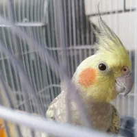 دو عدد عروس هلندی