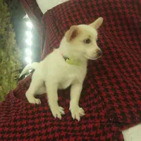 سگ خانگی|سگ|اردبیل, |دیوار