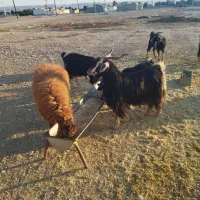 چپش بز بره درجه یک ایلاق|حیوانات مزرعه|اندیمشک, |دیوار