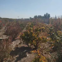 باغ|فروش خانه و ویلا|شاهین‌شهر, فرودگاه هسا|دیوار