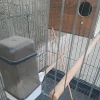 قفس بزرگ و کارتن خالی tcl|لوازم جانبی حیوانات|قم, شهرک فاطمیه|دیوار