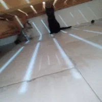 واگذاری بچه گربه