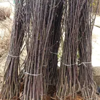 عرضه ارقام میوه