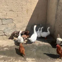 قوغاز فروشی|حیوانات مزرعه|شاهین دژ, |دیوار