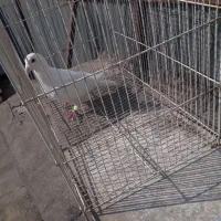 فروش یک عدد کفتر نر|حیوانات مزرعه|مشهد, شیرودی|دیوار