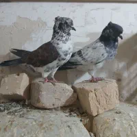 گبوتر|پرنده|نسیمشهر, |دیوار