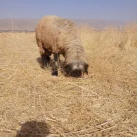 قوچ بختیاری قنقور یک ساله|حیوانات مزرعه|شیراز, وزیرآباد|دیوار