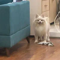 سگ پامر|سگ|تهران, علم و صنعت|دیوار