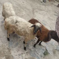 فروش‌بره‌ماده