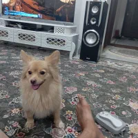 پامر روباهی