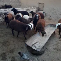 باسلام فروش بره، نروماده