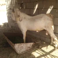 تروشت چاق نصل دار فروشی|حیوانات مزرعه|ایرانشهر, |دیوار