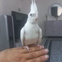 عروس هلندی جفت