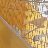 قناری مست نر