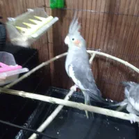 یه جفت عروس هلندی باقفس