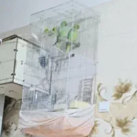 فروش ملنگو جفت