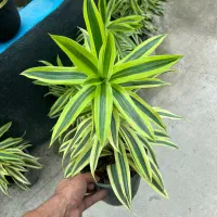 پیله موا طلایی