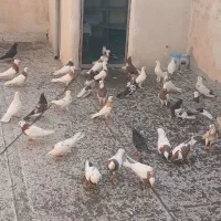 کفتر طوقی سرور سینه سیاه|پرنده|تهران, بهارستان|دیوار