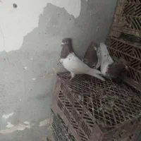 کله قرمز|پرنده|فیروزآباد (آذربایجان), |دیوار