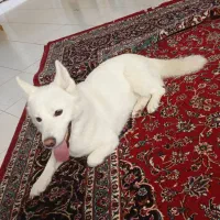 سگ هاسکی میکس باژرمن وایت اپارتمانی باتربیت|سگ|مشهد, دانشجو|دیوار