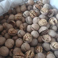 گردو و مغز گردو