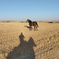 اسب|اسب و تجهیزات اسبسواری|شیرینسو, |دیوار