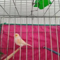 قناری مست ۶ دانگ بشرط|پرنده|کرمانشاه, |دیوار