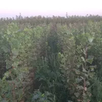 صنوبر ترکیه|عمده‌فروشی|میاندوآب, |دیوار