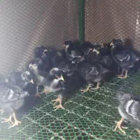 باجوجه‌مرغی که بهت میدم، دیگه تخم‌مرغ از بیرون نخر|حیوانات مزرعه|لنگرود, |دیوار