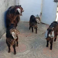 یک عدد بز و 3بزغاله ماده 3قلو زا|حیوانات مزرعه|روانسر, |دیوار