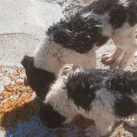 طوله نر قدر جونی|سگ|بم, |دیوار