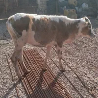 گوساله ماده بزرگ چاق چاق