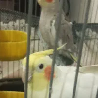 عروس هلندی سالم|پرنده|لالجین, |دیوار