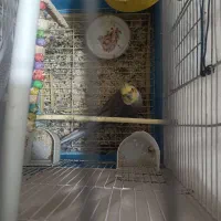 سلام یه جفت عروس هلندی نر و ماده