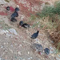 فروش بوقلمون در قلعه تل