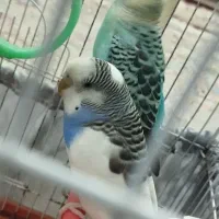 مرغ عشق نر و ماده فروشی